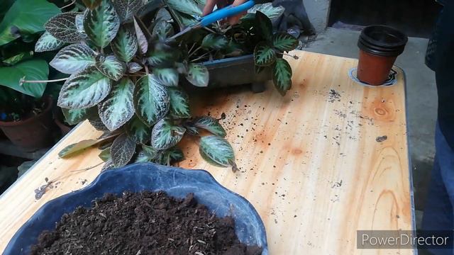 PRUNING AND PROPAGATING EPISCIA =FLAME VIOLET=