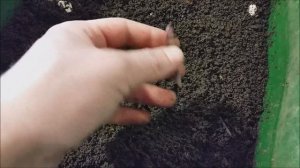 #экочервь верховой и низинный торф. Что лучше? Вермикомпост. Биогумус