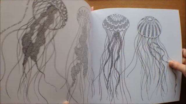 Animal Kingdom By Millie Marotta Colouring Book Flipthrough