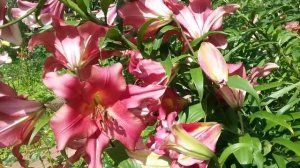 Лилии -ОТ-гибриды:Сатисфекшн, Фризо, Роберт Грисбах.