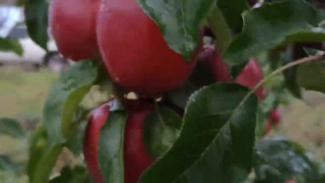 яблоня сорт Моди, третий год. смотреть онлайн