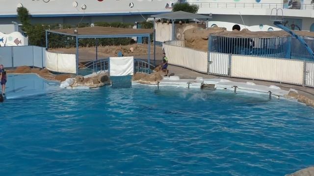 Отдых в Египте. Красивейшее шоу дельфинов. Дельфинарий в Хургаде Dolphin World EGYPT Hurghada 2018 смотреть онлайн