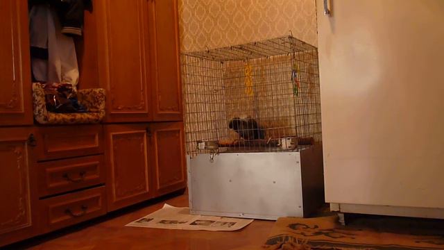 Армения. Говорящий попугай! KARGIN TUTAK SINDI THE BEST смотреть онлайн