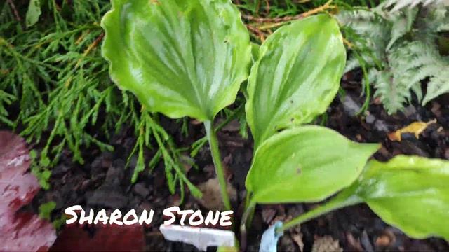 Моя хоста коллекционный сорт Sharon Stone... свежая посадка...но все равно прекрасна... смотреть онлайн