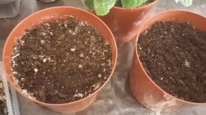 Глоксиния проснулась. Что делать дальше...