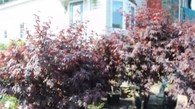 Establish a Screen Planting Arborvitae and Pines For Urban Areas смотреть онлайн