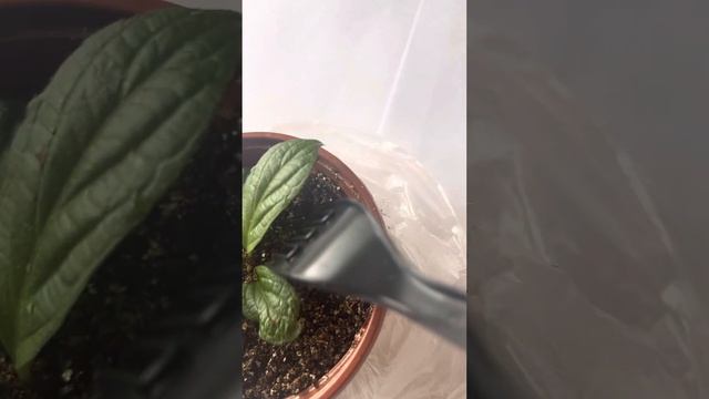 Размножение метельчатой гортензии зеленой почкой#цветочная терапия с Натальей#черенкование смотреть онлайн