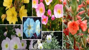 Энотера многолетняя (цветок): посадка и уход