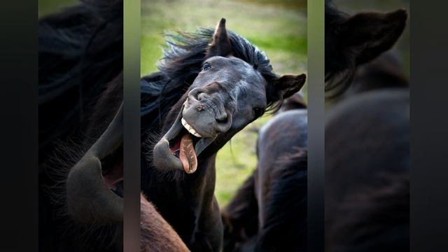 Смешные моменты с животными ыми.Funny Video About Animals #Funnyanimals #animals #funy #goodshot
