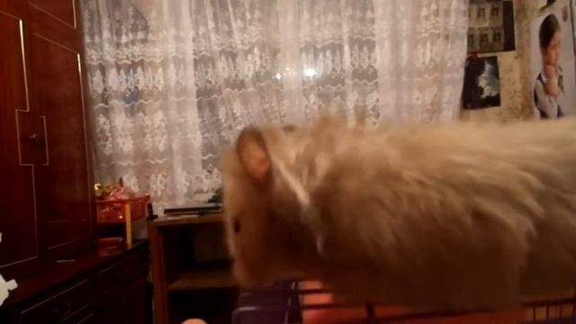 прикольный хомяк смотреть онлайн