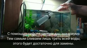 Как правильно и просто менять воду в аквариуме.