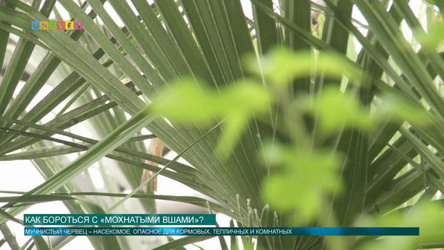 Как бороться с «мохнатыми вшами»? смотреть онлайн