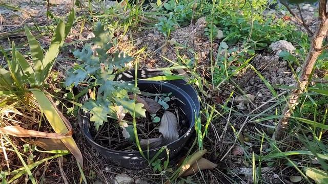 Жить в индивидуальном доме хорошо,НО...Непредвиденные заботы и растраты/Пеку хлеб и бегаю за кошкой смотреть онлайн