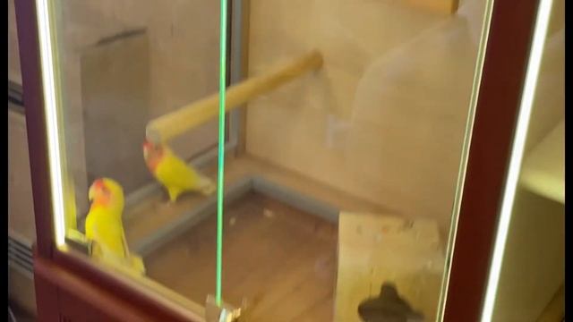 Клетка-витрина для птиц и шиншилл | Попугаи неразлучники в витрине | Мир Шиншилл смотреть онлайн