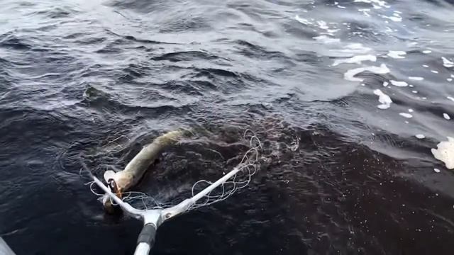 Рыбинское водохранилище. Щука. смотреть онлайн