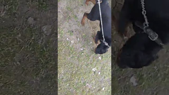 Прогулка с собаками, мы дождались, ротвейлера