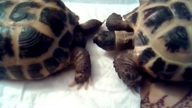 Черепахи целуются