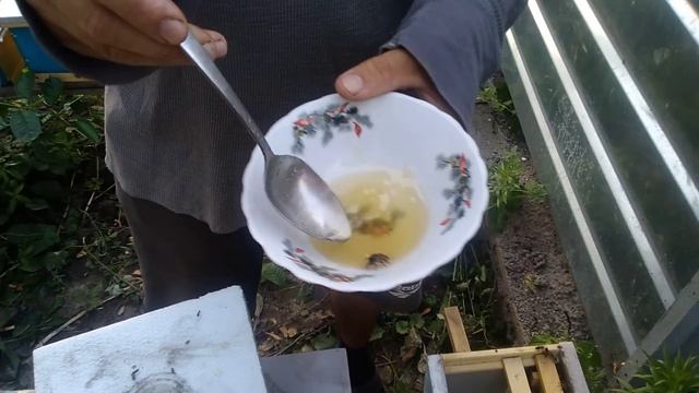 Как подсадить не плодную матку Подсадка маток проходит успешно. Подсадка пчелиной матки в нуклеус смотреть онлайн