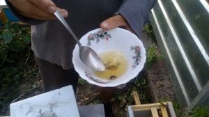 Как подсадить не плодную матку Подсадка маток проходит успешно. Подсадка пчелиной матки в нуклеус