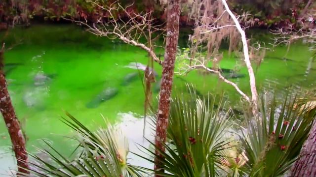 ? Ламантины или морские коровы ? Manatee Blue Springs FloridaYalta 14.01.2016 смотреть онлайн