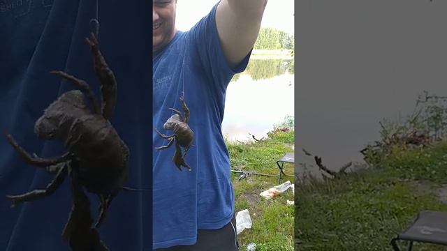 Рыбаки ловили рыбу, а поймали рака!)) shorts смотреть онлайн