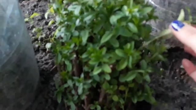 Бирючина. Черенкование бирючины. Размножение бирючины