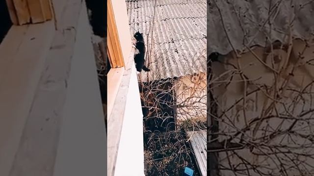 кот экстримал смотреть онлайн