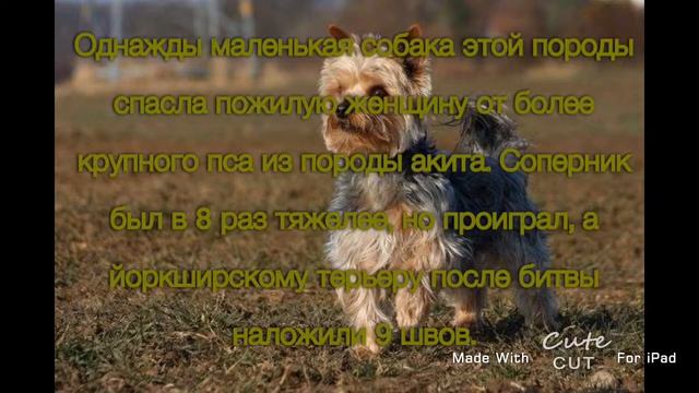 8 фактов о йоркширском терьере смотреть онлайн