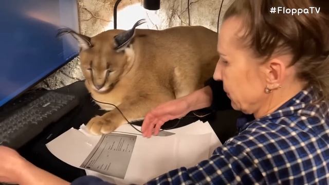 Big Floppa Wants to Stay with Owner : Caracal смотреть онлайн