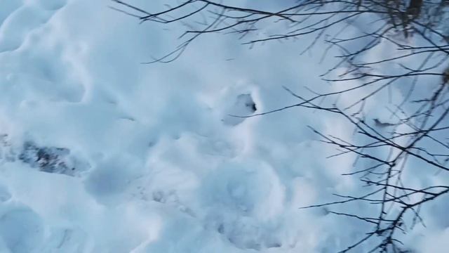 От зверька у пруда появились норы. 01.12. 2022. смотреть онлайн