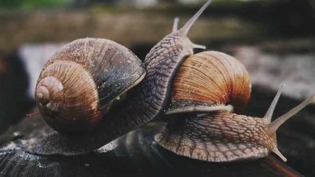 Любовь улиток. Тест макровидеосъемки Sony RX-100 смотреть онлайн