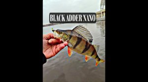 #спиннинг BLACK ADDER NANO 0,5-1gr, Рыбалка с перегрузом. #рыбалка #микроджиг #ловля