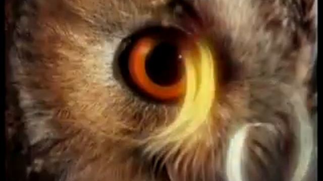 Что? Где? Когда? (грузинская версия) - Анонс-4 смотреть онлайн