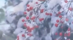 П И Чайковский Зима