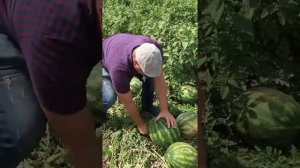 Тюрк F1 очень урожайный арбуз.