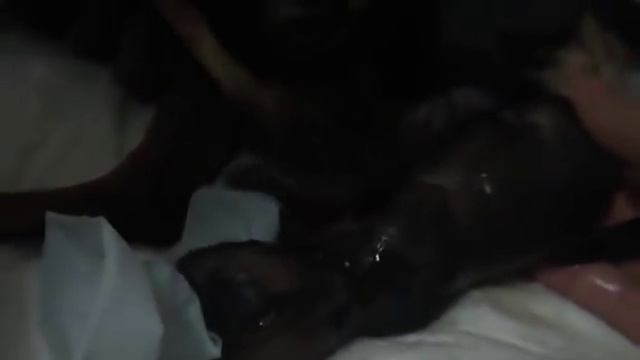 Роды у чихуахуа смотреть онлайн