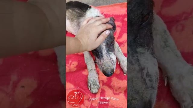 Четыре лапы Тащкент приют. Забрали алабаечку с саркоптозом домой смотреть онлайн