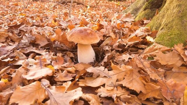 Выйдя из горящего леса, волчонок кинулся к ребенку, умоляя его спасти. А потом было удивительное смотреть онлайн
