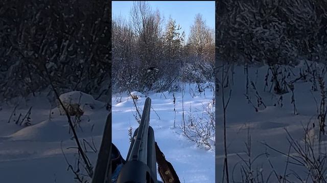 ЧЁТКИЙ ВЫСТРЕЛ! Охота на тетерева на лунках! #охота смотреть онлайн