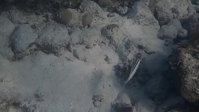 RIU Atoll snorkelling 14/11/21 am - Tony's view смотреть онлайн
