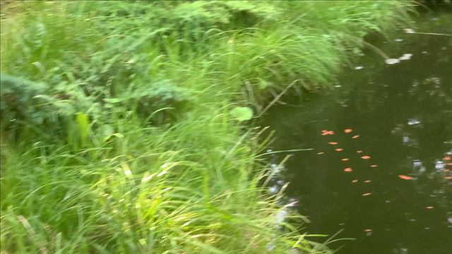 Гибель форели