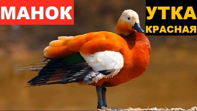 ?ЗВУК (ГОЛОС) УТКА КРАСНАЯ смотреть онлайн