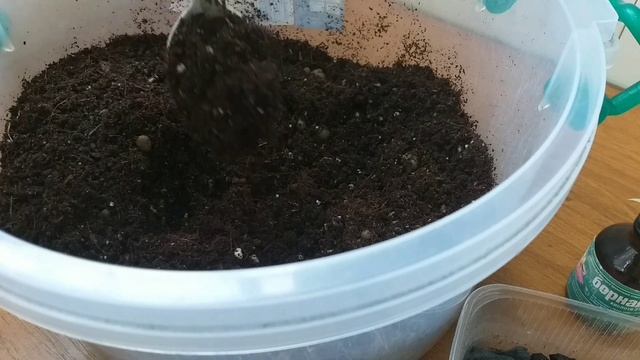 Об увлечении?Небольшой обзор комнатных растений в сентябре?Фикусы?Аглаонемы?Хедера?Грунт для фикуса смотреть онлайн