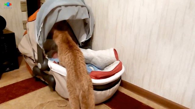 Кошка первый раз видит младенца. смотреть онлайн