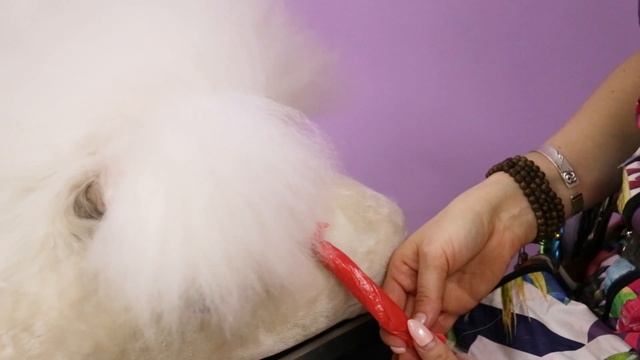 Делаем топ-кнот. Каркас из резинок для гривы в груминге пуделя смотреть онлайн