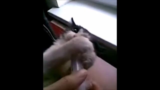 Сats. How to give milk? Кот пьет молоко. смотреть онлайн