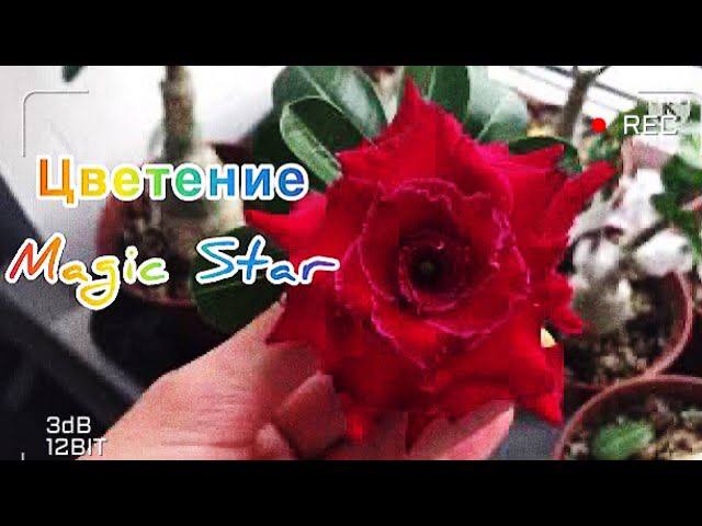 Адениум.. цветет прививка Magic Star смотреть онлайн