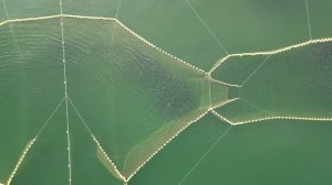 Ставной невод подход горбуши