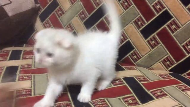 Шотландская вислоухая белая девочка. смотреть онлайн