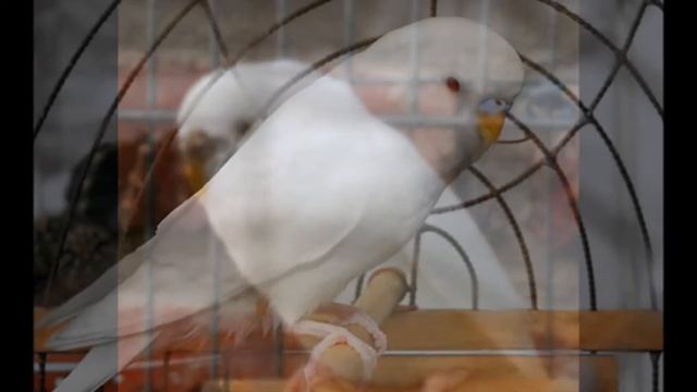 Волнистый попугай смотреть онлайн